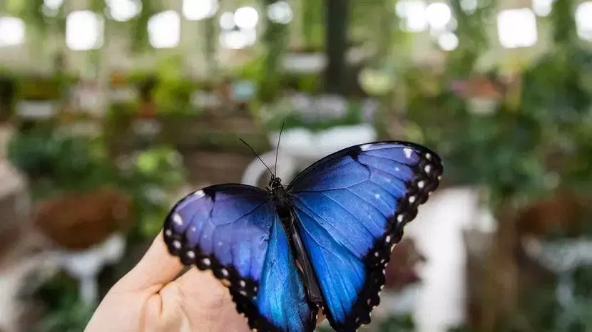 Butterfly Garden
