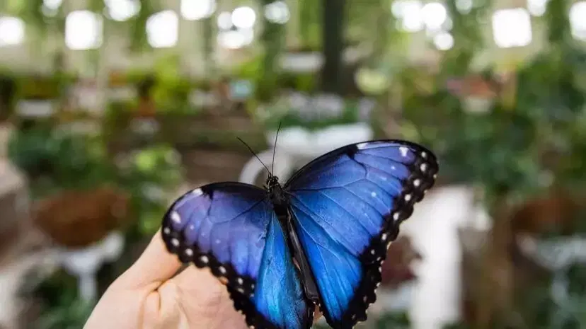 Butterfly Garden